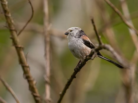 A beautiful Long-tailed Tit perches delicately on a twig, surrounded by lush greenery, creating a charming and serene scene of nature.