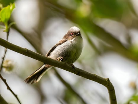 A beautiful Long-tailed Tit perches delicately on a twig, surrounded by lush greenery, creating a charming and serene scene of nature.