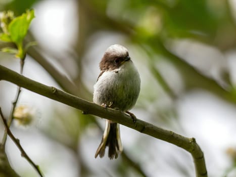 A beautiful Long-tailed Tit perches delicately on a twig, surrounded by lush greenery, creating a charming and serene scene of nature.