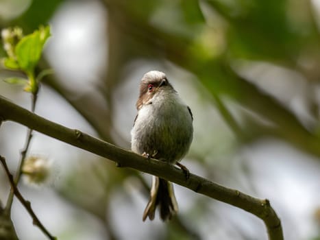 A beautiful Long-tailed Tit perches delicately on a twig, surrounded by lush greenery, creating a charming and serene scene of nature.