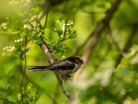 A beautiful Long-tailed Tit perches delicately on a twig, surrounded by lush greenery, creating a charming and serene scene of nature.