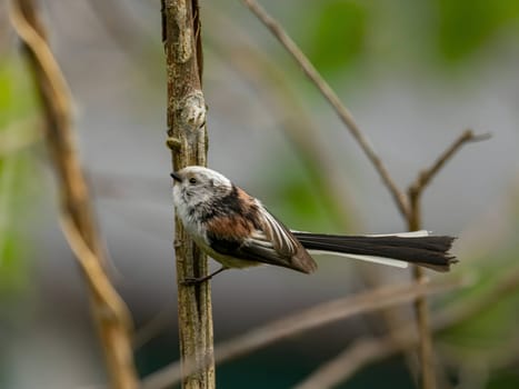 A beautiful Long-tailed Tit perches delicately on a twig, surrounded by lush greenery, creating a charming and serene scene of nature.