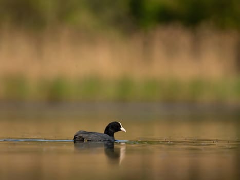 The elegant Eurasian Coot stands out against the shimmering water and lush greenery, showcasing the beauty of nature's harmony.