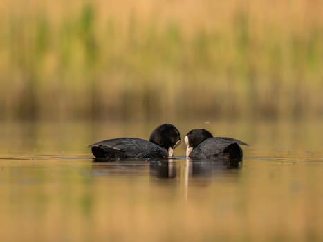 The male and female Eurasian Coots gracefully positioned against the glistening water and vibrant greenery, exemplifying the wonders of nature's diversity.
