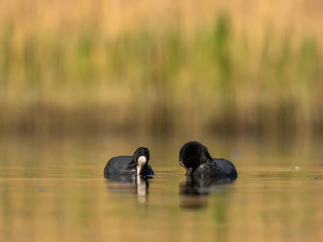The male and female Eurasian Coots gracefully positioned against the glistening water and vibrant greenery, exemplifying the wonders of nature's diversity.