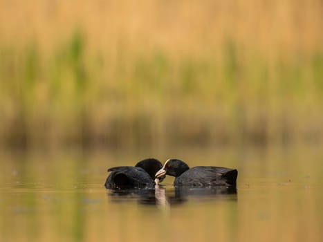 The male and female Eurasian Coots gracefully positioned against the glistening water and vibrant greenery, exemplifying the wonders of nature's diversity.