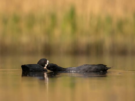The male and female Eurasian Coots gracefully positioned against the glistening water and vibrant greenery, exemplifying the wonders of nature's diversity.