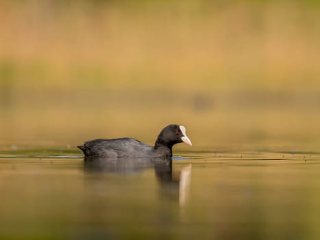 The elegant Eurasian Coot stands out against the shimmering water and lush greenery, showcasing the beauty of nature's harmony.