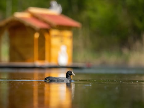 The Eurasian Coot stands proudly amidst the serene waters, with a charming wooden house in the backdrop, creating a picturesque scene in nature's embrace.