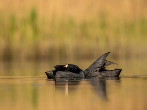 The male and female Eurasian Coots gracefully positioned against the glistening water and vibrant greenery, exemplifying the wonders of nature's diversity.