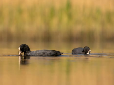 The male and female Eurasian Coots gracefully positioned against the glistening water and vibrant greenery, exemplifying the wonders of nature's diversity.