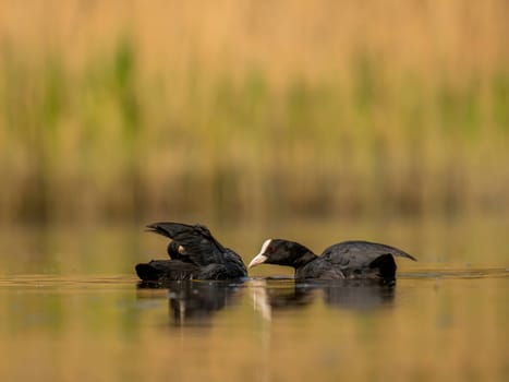 The male and female Eurasian Coots gracefully positioned against the glistening water and vibrant greenery, exemplifying the wonders of nature's diversity.