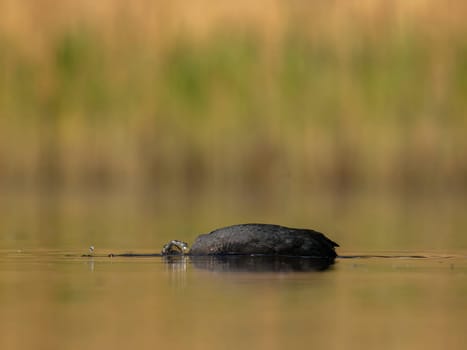 The elegant Eurasian Coot stands out against the shimmering water and lush greenery, showcasing the beauty of nature's harmony.