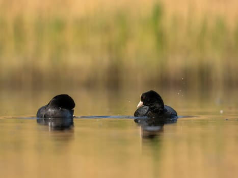 The male and female Eurasian Coots gracefully positioned against the glistening water and vibrant greenery, exemplifying the wonders of nature's diversity.