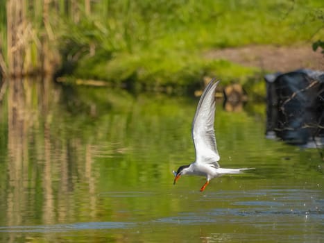 The Common Tern soars majestically through the air with a fish clasped firmly in its beak, displaying its exceptional hunting skills in mid-flight.