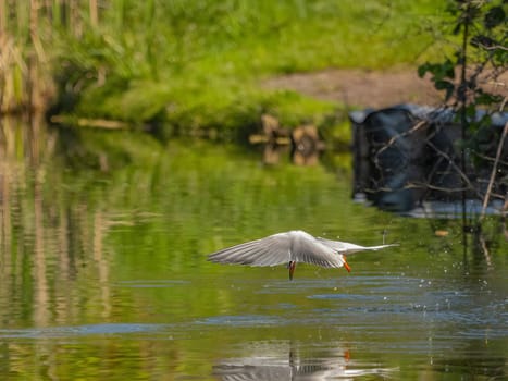 The Common Tern soars majestically through the air with a fish clasped firmly in its beak, displaying its exceptional hunting skills in mid-flight.