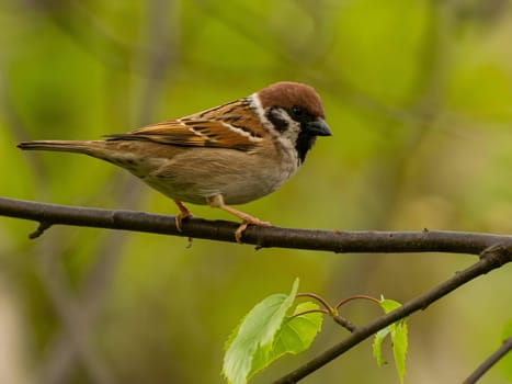 Close-up photo of a Eurasian Tree Sparrow perched on a branch against a vibrant green background.