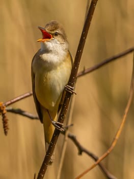 Close-up photograph of a Great Reed Warbler on a twig against a bright background.