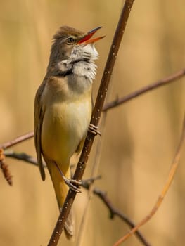 Close-up photograph of a Great Reed Warbler on a twig against a bright background.