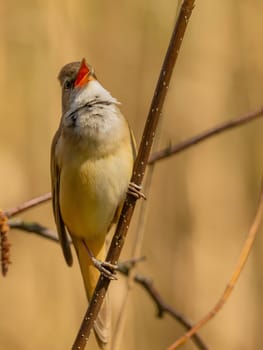 Close-up photograph of a Great Reed Warbler on a twig against a bright background.