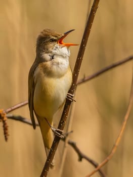 Close-up photograph of a Great Reed Warbler on a twig against a bright background.