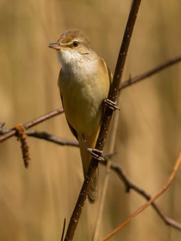 Close-up photograph of a Great Reed Warbler on a twig against a bright background.