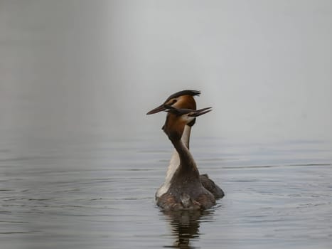 Close-up photo of a male and female Great Crested Grebe together on the water. (75 characters)