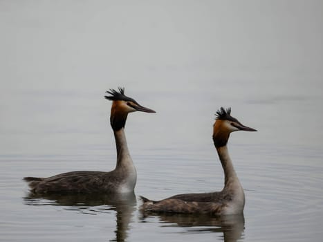 Close-up photo of a male and female Great Crested Grebe together on the water. (75 characters)