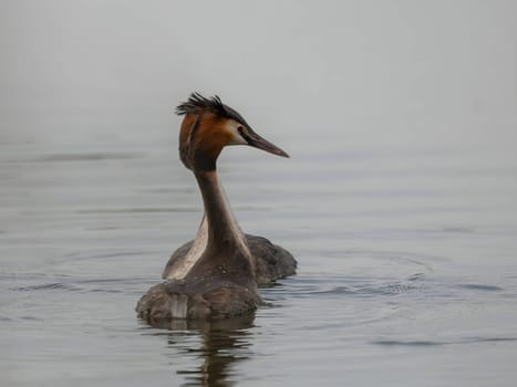 Close-up photo of a male and female Great Crested Grebe together on the water. (75 characters)