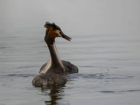 Close-up photo of a male and female Great Crested Grebe together on the water. (75 characters)