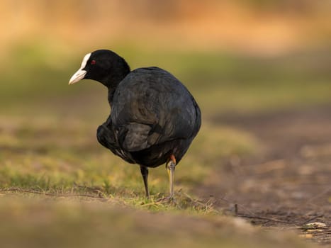 Close-up photo of an Eurasian Coot on grass with a blurry background.