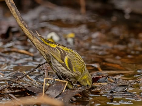 Eurasian siskin enjoying a water bath.