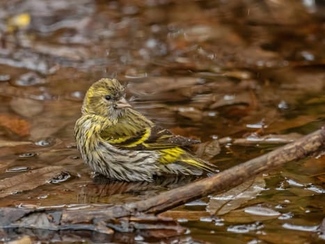 Eurasian siskin enjoying a water bath.