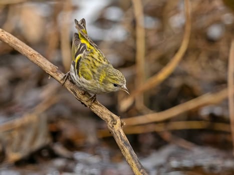 Eurasian siskin delicately perched on a branch, its vibrant plumage contrasting beautifully against the soft, blurred background.
