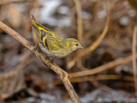 Eurasian siskin delicately perched on a branch, its vibrant plumage contrasting beautifully against the soft, blurred background.