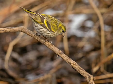 Eurasian siskin delicately perched on a branch, its vibrant plumage contrasting beautifully against the soft, blurred background.
