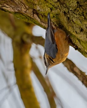 Nuthatch confidently perched on a tree trunk, the blue sky providing a serene backdrop to its natural beauty.