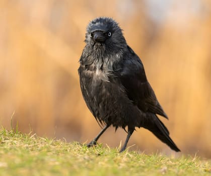 Western jackdaw captured in a stunning close-up photo, standing gracefully on the lush green grass.