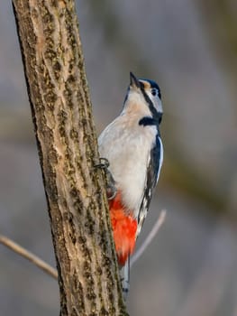 A beautiful image of a great spotted woodpecker on a tree trunk, with a dreamy blurred background.