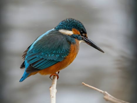 Stunning close-up of a common kingfisher on a branch, with a beautifully blurred background.
