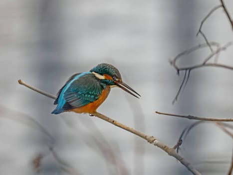Stunning close-up of a common kingfisher on a branch, with a beautifully blurred background.