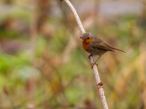 Captivating close-up of a European robin on a branch, with a beautifully blurred background.