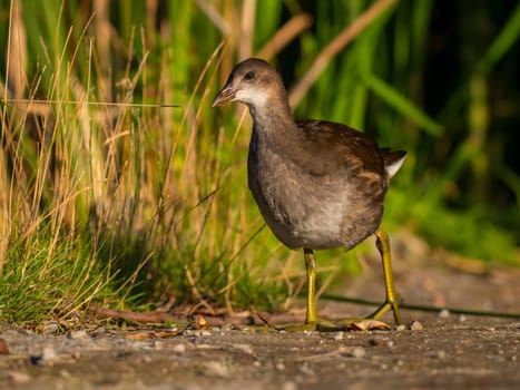 Common moorhen gracefully stands amidst lush green grass, blending perfectly with nature's vibrant beauty.