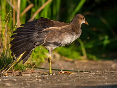 Common moorhen gracefully stands amidst lush green grass, blending perfectly with nature's vibrant beauty.