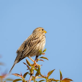 Corn bunting, up-close and captivating, perched gracefully on a twig with the serene sky as its backdrop. Nature's beauty in focus.