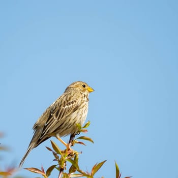 Corn bunting, up-close and captivating, perched gracefully on a twig with the serene sky as its backdrop. Nature's beauty in focus.