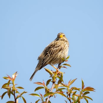 Corn bunting, up-close and captivating, perched gracefully on a twig with the serene sky as its backdrop. Nature's beauty in focus.
