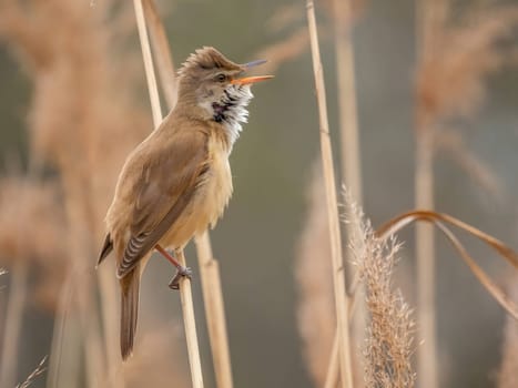 Graceful Great Reed Warbler resting on dry reeds, showcasing its vibrant colors against the natural background. A picturesque scene of wildlife.