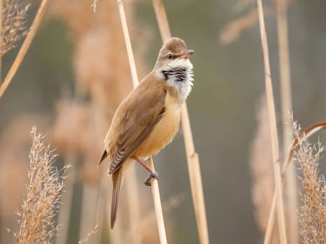 Graceful Great Reed Warbler resting on dry reeds, showcasing its vibrant colors against the natural background. A picturesque scene of wildlife.