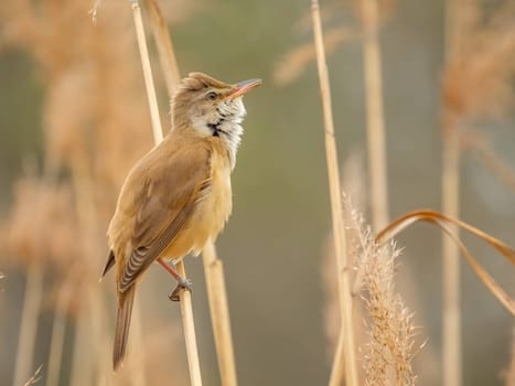 Graceful Great Reed Warbler resting on dry reeds, showcasing its vibrant colors against the natural background. A picturesque scene of wildlife.
